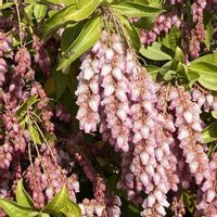 アセビ,アセビ,いつもの散歩道,自然大好き,今日も笑顔で♡の画像