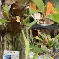 サクラ,サクラ,ツバキ,ツバキ,ガーデンシクラメンの画像