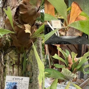 サクラ,サクラ,ツバキ,ツバキ,ガーデンシクラメンの画像