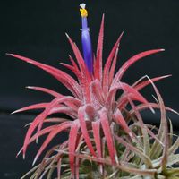 チランジア,チランジア　イオナンタ,チランジア　イオナンタ,エアプランツ・チランジア,エアープランツ/チランジアの画像