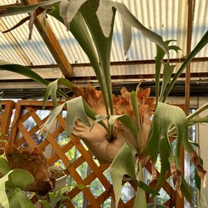 コウモリラン・ビカクシダ,今日のお花,尼崎市上坂部西公園の画像