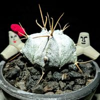 サボテン,アストロフィツム 般若,モアイ,白般若,モア子の画像