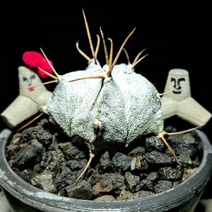 サボテン,アストロフィツム 般若,モアイ,白般若,モア子の画像