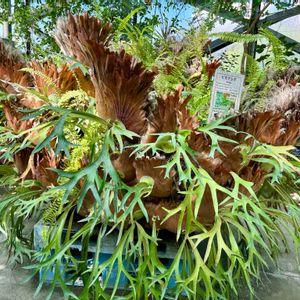 コウモリラン,ビカクシダ,コウモリラン・ビカクシダ,新宿御苑,今日のお花の画像