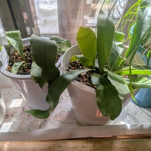 コウモリラン,コウモリラン,トックリラン,花言葉, コウモリラン の画像