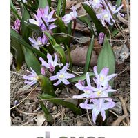 チオノドクサ,可愛らしい,春を感じる,ウォーキングの楽しみの画像