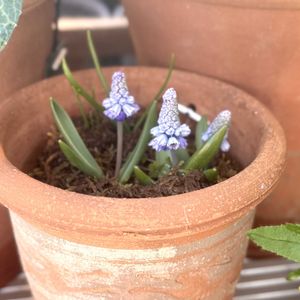 ムスカリ アズレウム,鉢植え,球根,ガーデニング,ウィッチフォードの画像