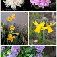 スイセン,パンジー・ビオラ,ヒヤシンス,可愛いお花達,世界に平和をの画像