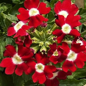 アネモネ,アネモネ,ダイアンサス,ダイアンサス,バーベナの画像