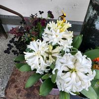 ヒヤシンス,ムスカリ,ピンク　ヒヤシンス,ヒヤシンス 白,ヒヤシンス ピンクの画像