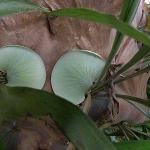 ビカクシダ,泰山木に着床,松輪  福泉寺の画像