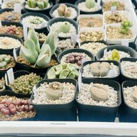 多肉植物,リトープス属,コノフィツム属,ベランダの画像