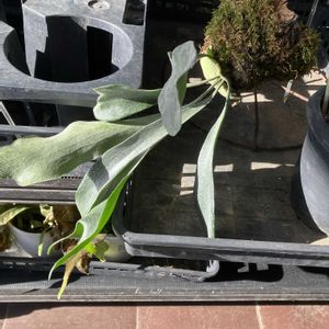 ビカクシダ,ビカクシダ,観葉植物コーナー,鹿沼市花木センター,花撮りドライブの画像