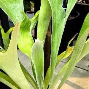 コウモリラン・ビカクシダ,観葉植物,いつもありがとう♡,綺麗,おでかけ先の画像