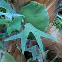 コウモリラン,コウモリラン,ビカクシダ,ビカクシダ,コウモリラン・ビカクシダの画像