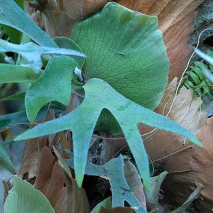 コウモリラン,コウモリラン,ビカクシダ,ビカクシダ,コウモリラン・ビカクシダの画像