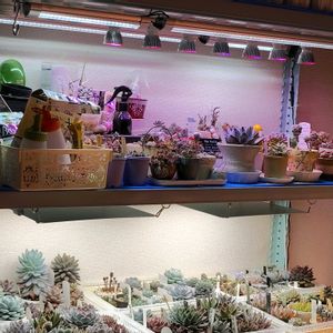 多肉植物,多肉大好き,多肉中毒,多肉多肉多肉,植物のある暮らしの画像