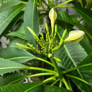 プルメリアの蕾。,プルメリアの蕾。,鉢植え,プルメリアの蕾,人類は皆兄妹の画像