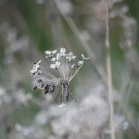 ニラ,ニラ(韮),横浜市栄区の画像
