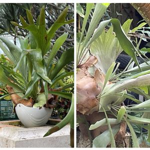 コウモリラン,カラスバミセバヤ,ゴンフレナ・ラブラブラブ,フラワーパーク,今日のお花の画像