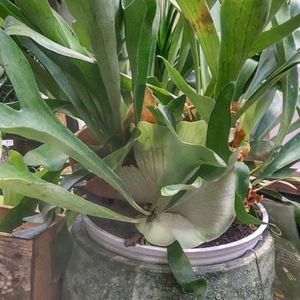 コウモリラン・ビカクシダ,かわいい,可愛い,癒し,今日の花の画像