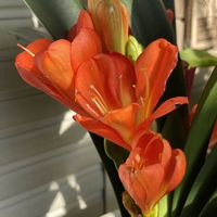 カランコエ,クンシラン,ヒヤシンス,カンヒザクラ,スモークサーモンの五目ご飯の画像