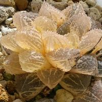 魔剣 錦,ハオルチア属,多肉ちゃん,ボタニカルライフ,新芽の画像