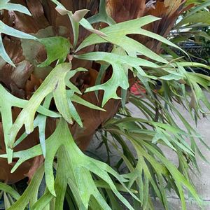 ビカクシダ,コウモリラン・ビカクシダ,今日のお花,新宿御苑温室,頑張ろう日本❣️の画像