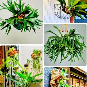 コウモリラン,今日のお花,散歩道で出会った植物の画像