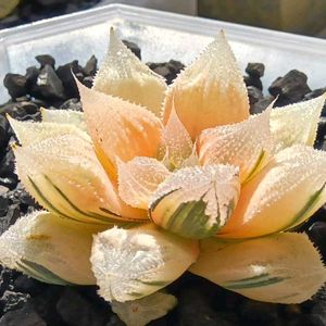 白帝城錦 糊斑,ハオルチア属,多肉ちゃん,ボタニカルライフ,新芽の画像