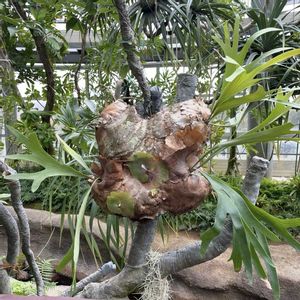  コウモリラン , ビカクシダ,お花大好き♡,復興祈願,今日のお花の画像