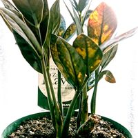 スノーフレーク,ボケ,ボケ,オリヅルラン ボニー,ザミオクルカス  レイヴンの画像