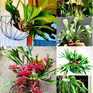 コウモリラン,今日のお花,散歩道で出会った植物の画像