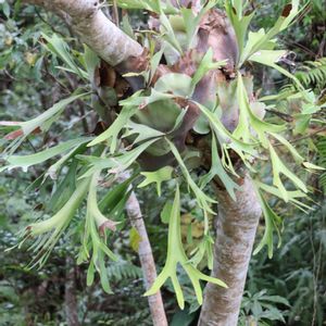 ビカクシダ,着生植物,沖縄,今日のお花,ビオスの丘の画像
