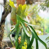 コウモリラン,ビカクシダ,コウモリラン・ビカクシダ,コウモリラン・ビカクシダ,観葉植物の画像