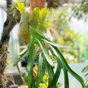 コウモリラン,ビカクシダ,コウモリラン・ビカクシダ,コウモリラン・ビカクシダ,観葉植物の画像