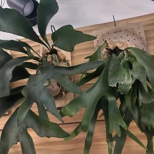  コウモリラン の画像