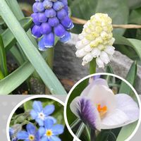 クロッカス,ムスカリ,ワスレナグサ,平和を願う,青い花マニアの画像
