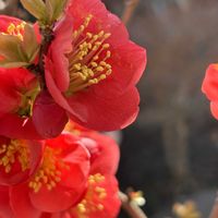 マーガレット,ミカン,紫陽花,真竹,ウスラウメの画像