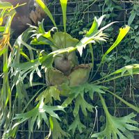 コウモリラン,ビカクシダ,プラティケリウムアンゴレンセ,ゾウミミビカクシダ,観葉植物の画像