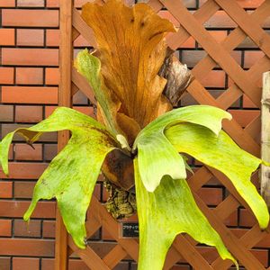 ビカクシダ,温室,ディズニーシー,お出掛け先,今日のお花の画像