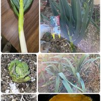 キャベツ,ジャンボニンニク,カルビーぽろしり,極苗,極苗　一翠太の画像