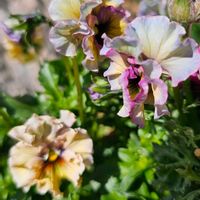 パンジー,パンジー フェデネージュ,フリルパンジーフェデネージュモネ積みわら,カラフルな火曜日の画像