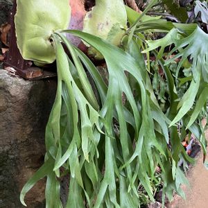 ビカクシダ,小田原フラワーガーデンの画像