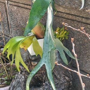 コウモリラン・ビカクシダ,ビカクシダ・ビーチー,ソヨゴ,ビカクシダ（コウモリラン）,山野草の画像