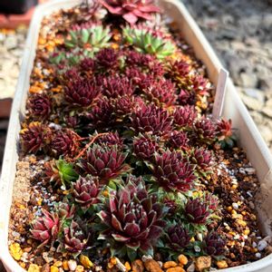 シナモンスターバースト,多肉植物,癒される,no green no life,センペルビウム属の画像