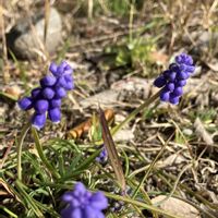 ムスカリ,お散歩,公園の花,ベランダで咲いたお花の画像