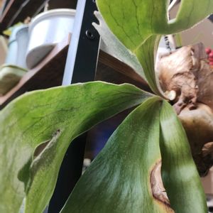 マミラリア  金洋丸,植中毒, ビカクシダ,GSに感謝。,今日のお花の画像