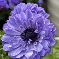 アネモネ,癒し,花のある暮らし,植物のある暮らし,お庭のお花の画像