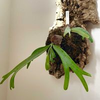 コウモリラン,ビカクシダ,スマイラックス,レインボーファン,エスキナンサスの画像